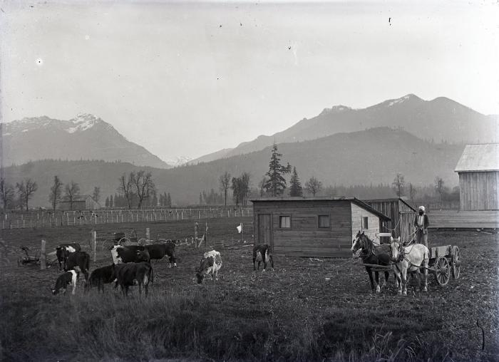 Photo of a Sikh man standing on horse-drawn buggy